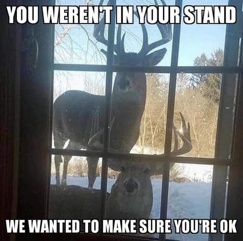 Just checkin' on ya .... Gifts Fir Hunter, Funny Hunting Pics, Hunting Quotes Funny, Deer Hunting Humor, Hunting Jokes, Funny Deer, Through A Window, Deer Pictures, Country Jokes