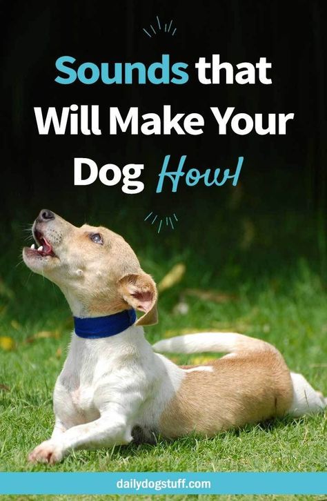 How to Make your Dog Howl (w/ Sounds) via @dailydogstuff Sounds For Dogs, Friends Reference, Dog Howling, Dog Information, Survival Instinct, Dog Hacks, Dog Care Tips, Wild Dogs, Losing A Dog