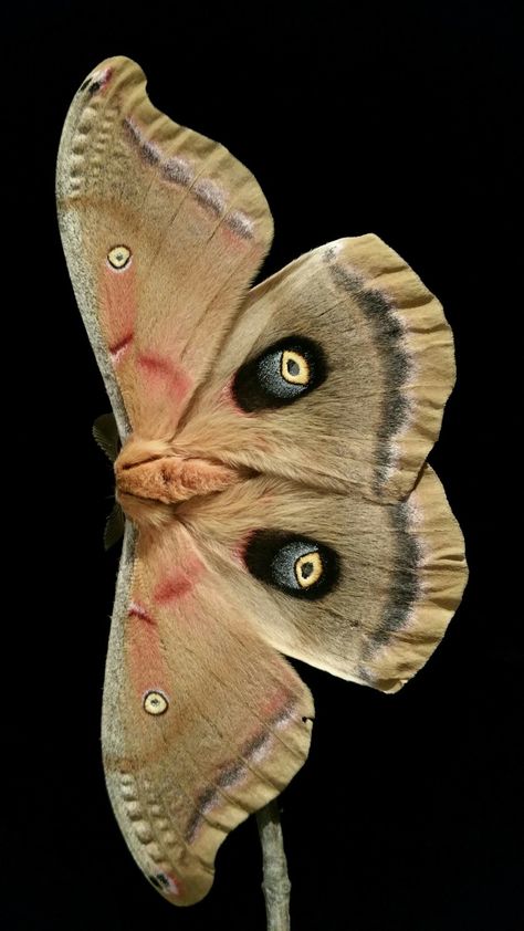 Insect - Moth (Polyphemus) - Black background Moth Background, Moth Black Background, Insects Aesthetic, Huge Moth, Polyphemus Moth, Large Moth, Colorful Moths, Cute Moth, Cool Insects