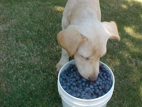 Can Dogs Eat Blueberries?   #Dog, #Blueberry Can Dogs Eat Blueberries, Can Dogs Eat, Dog Food Recipes, Food Animals, Golden Retriever, Canning, Dogs