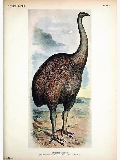 "Vintage bird plate - extinct birds - Dinornis ingens" Poster by Gardenlibrary | Redbubble Fancy Birds, Prehistoric Mammals, Ancient Creatures, Extinct Birds, Feathered Dinosaurs, Flightless Bird, Extinct Animals, Prehistoric Creatures, Vintage School