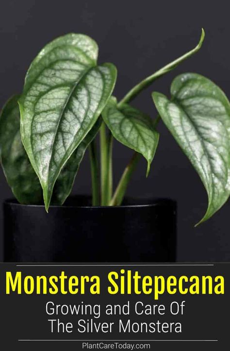 The Silver Monstera siltepecana is an attractive plant from Central America and prized for its rich foliage, which develops fenestrations (window-like holes) as it grows older. [CARE INFO] Indoor Plant Fertilizer, Plant Pots Ideas, Monstera Siltepecana, Monstera Care, Best Indoor Hanging Plants, Get Rid Of Aphids, Flowers To Draw, Types Of Moss, Best Houseplants