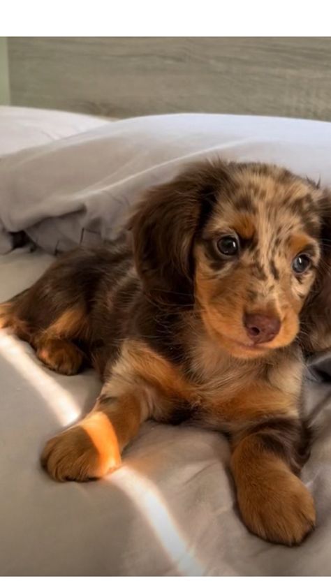 Dapple Dachshund Miniature, Daschund Puppies, Dachshund Puppy Long Haired, Cute Dogs Images, Dapple Dachshund, Cute Small Animals, Cute Animals Puppies, Very Cute Dogs, Cute Little Puppies