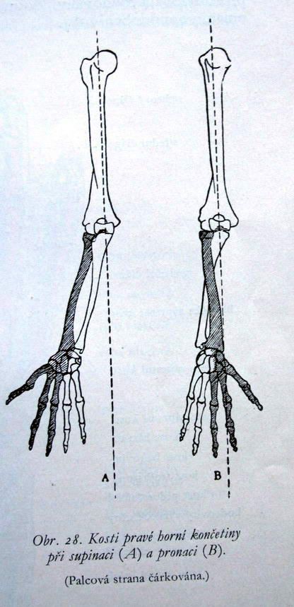 Arm and hand bone structure. Arm Bones Anatomy, Hand Bone Structure, Arm Anatomy, Anatomy Images, Arm Bones, References For Artists, Anatomy References, Human Anatomy Drawing, Hand Reference