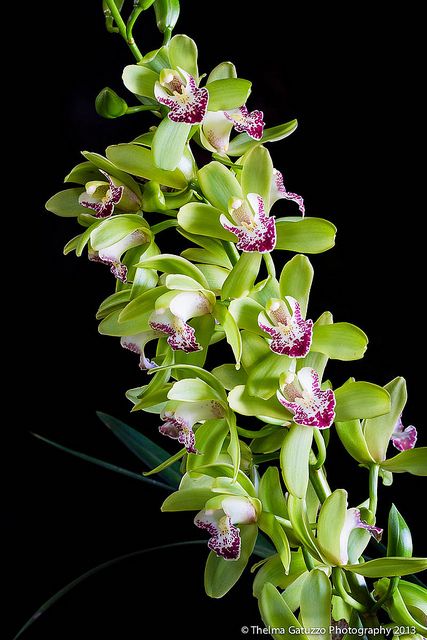 Cymbidium Orchids Care, Orchid Bouquet Wedding, Orchid Centerpieces, Orchid Bouquet, Green Orchid, Exotic Orchids, Orchid Arrangements, Cymbidium Orchids, Unusual Flowers