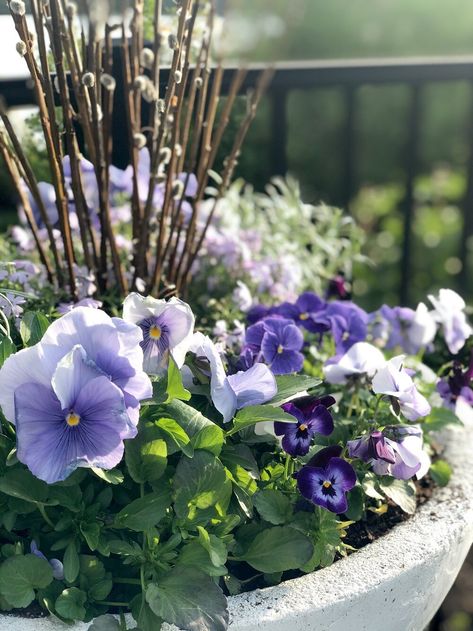 Pansies In Flower Beds Front Yards, Spring Urn Planter Ideas, Pansy Pots Planters, Violas Flowers Container, Pansy Planter Ideas, Pansy Planters, Pansies In Containers, Pansy Flowers Garden, Pansies In Pots