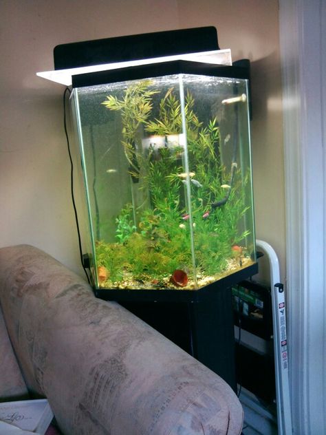 Danio comminuty aquarium 35 hexagon Hexagon Fish Tank, Hexagon Aquarium, Fish Aquarium Decorations, Fish Tank Themes, Aquatic Animal, Fresh Water Fish Tank, Nature Aquarium, Fish Aquarium, Aquarium Design