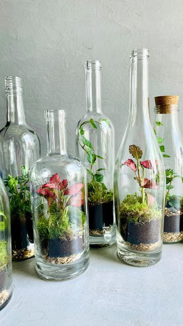 Glass Bottle Repurposed, Glass Bottle Terrarium Diy, Soda Bottle Terrarium, Wine Glass Terrarium, Liquor Bottle Terrarium, Terrarium In Bottle, Tall Terrarium Ideas, Recycled Terrarium, Glass Bottle Plants Ideas