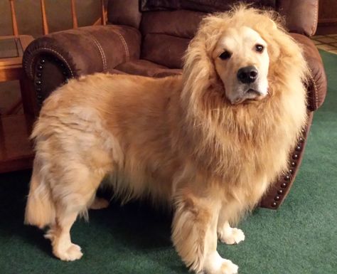 Golden Retriever Cosmo dressed like a lion . He's got Courage! Golden Retriever Lion Costume, Golden Retriever Lion, Lion Haircut, Golden Retriever Costume, Lion Costume, King Outfit, Like A Lion, Dog Costumes, A Lion