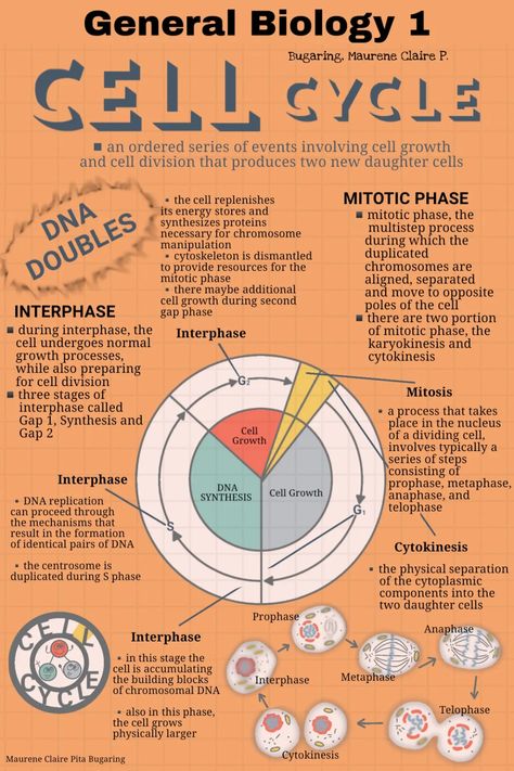 About Cell Cycle Infographic The Cell Cycle Notes, Cell Cycle And Cell Division Notes For Neet, Cell Cycle And Cell Division Notes, Cell Division Notes, Cell Cycle Notes, Cell Infographic, Cell Cycle Diagram, Cell Cycle And Cell Division, Cycle Infographic