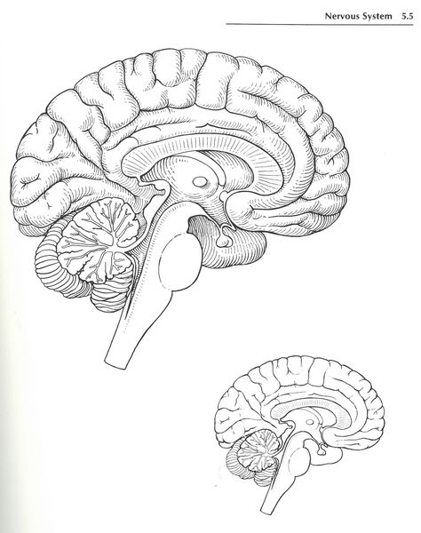 Anatomy Drawing Medical Art Brain, Brain Coloring Page Free Printable, Central Nervous System Drawing, Brain Structure Diagram, Nervous System Drawing, Anatomy Drawing Medical Art, Nervous System Art, Brain Diagram, Brain Nervous System