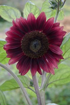 Dark red sunflower 'Black Magic'...I had some red ones like these and they are so gorgeous Sunflowers And Daisies, Red Sunflowers, Helianthus Annuus, Happy Flowers, Purple Flower, Beautiful Blooms, Black Magic, Dream Garden, Amazing Flowers