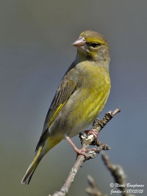 European greenfinch | ... EUROPEAN GREENFINCH - CARDUELIS CHLORIS - VERDIER D'EUROPE > EUROPEAN Gold Finch Bird, Green Finch, Hawfinch, Birds Yellow, Finch Bird, Greenfinch, Canary Birds, Mallard Ducks, Siskin