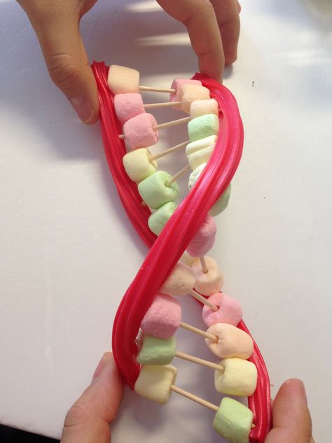 Marshmallow DNA Dna Molecule Project, Dna Aesthetic, Dna Model Project, Dna E Rna, Dna 3d, High School Science Classroom, Candy Models, Science Bulletin Boards, Mad Science Party