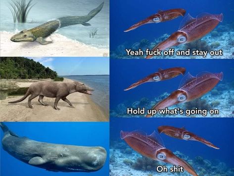 Whale Evolution, Asexual Humor, Movie Plot, Ancient Animals, Dinosaur Funny, Gamer Humor, Funny Images Laughter, Pinterest Memes, Special Interest