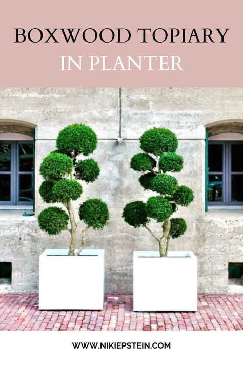 Boxwood Topiary in Planter Architecture Office Interior Design, Architecture Office Interior, Backyard Plant Ideas, Office Design Workspaces, Professional Office Design, Plant Styling, Office Decor Professional, Outside Plants, Ideas Garden Design