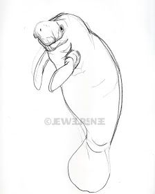 Manatee Drawing, Baby Manatee, Cute Manatee, Manatee Art, Draw Christmas, Drawing Pics, Cow Drawing, 2b Pencil, Sea Cow