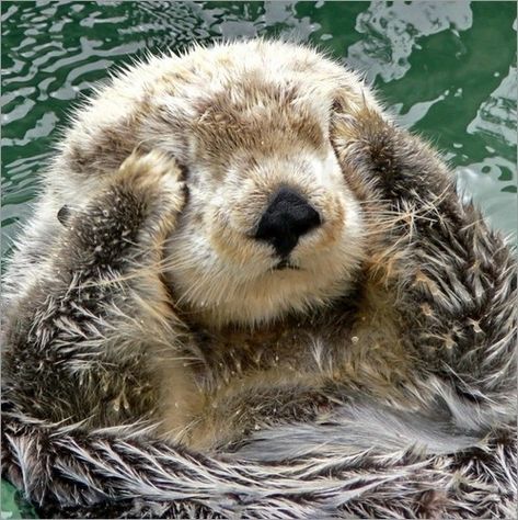 Otters Cute, Baby Otters, 강아지 그림, Pretty Animals, Cute Animals Images, Sea Otter, Silly Animals, Fluffy Animals, Cute Wild Animals