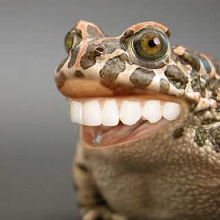 Really Happy Frog | Flickr - Photo Sharing! Screaming Frog, Sapo Meme, Funny Photos Of People, Dental Fun, Funny People Pictures, Big Teeth, Dental Facts, Frog Pictures, Cool Photoshop