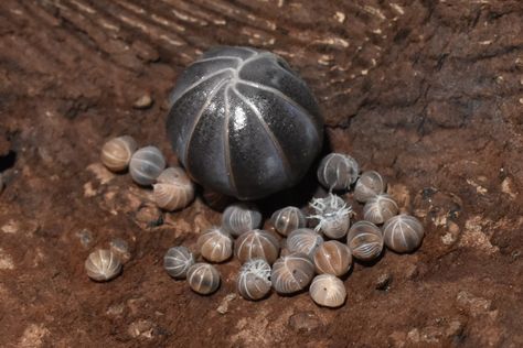 Arachnids Spiders, Millipedes, Woodlice, Pill Bug, Creepy Animals, Baby Bug, Cool Bugs, Roly Poly, Beautiful Bugs