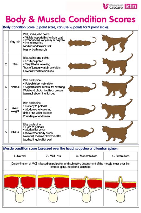 How Much Should I Feed My Cat? The Cat Feeding Guide Fun Facts About Cats, Vet Medicine, Cat Info, Cat Hacks, Healthy Cat, Body Condition, Cat Care Tips, Kitten Care, Nine Lives