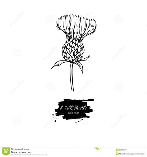 Milk Thistle Flower Vector Drawing Set. Isolated Wild Plant And Leaves. Herbal Engraved Style Illustration Stock Vector - Illustration of black, leaf: 92142547 Herb Illustration, Flower Vector, Thistle Flower, Flower Icons, Milk Thistle, Wild Plants, Vector Drawing, Drawing Set, Flower Illustration