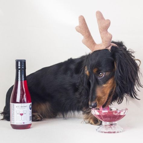 MalBark, ZinfanTail and CharDOGnay ‘Wines’ That Allow Dogs Enjoy a Glass With Their Humans Dangerous Driving, Kitchen Tech, Yelp Reviews, Dog Wine, Diy Kitchen Decor, Fall Drinks, Billy Joel, Dec 7, Shark Tank