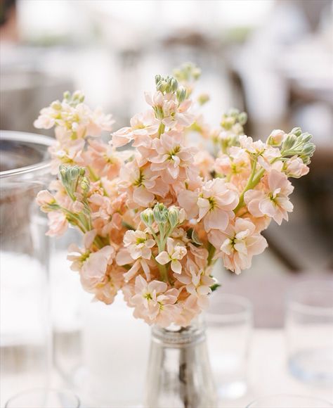 Blush stock in small julep cup! Stock Bridesmaid Bouquet, Peach Stock, Apricot Wedding, Bouquet Champetre, Garden Flower Beds, Stock Flower, Coral Flowers, Flowers Summer, Peach Wedding