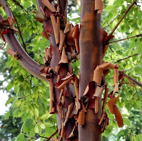 Paperbark Maple, Acer Griseum, Cinnamon Tree, Blue Siding, Front Flower Beds, Rare Seeds, Seed Shop, Cold Frame, Hardy Perennials