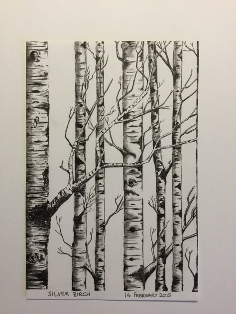 Aspen Tree Line Drawing, Aspen Trees Drawing, Silver Birch Tree Tattoo, Silver Birch Tattoo, Quaking Aspen Tree Tattoo, Aspen Tree Drawing, Birch Drawing, Birch Tattoo, Birch Tree Illustration