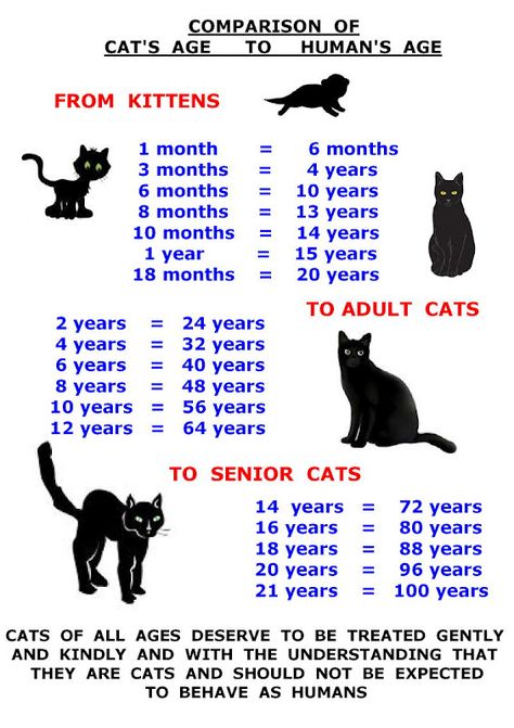 CAT AGE CHART #cutecat - About cat at Catsincare.com! Cat Age Chart, Age Chat, Kitten Stuff, Katt Grejer, Cat Years, Tiger Cat, Cat Ages, Cat Language, Kitten Care