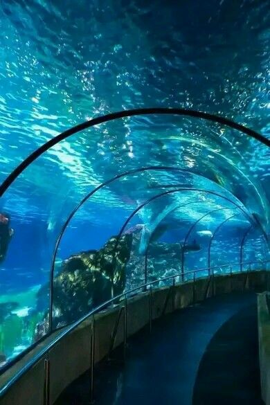 Aquriam Aesthetic, Aquarium Aesthetic Wallpaper, Aquarium Wallpaper, Aquarium Pictures, Aquarium Architecture, Underwater Pictures, World Water Day, Underwater Life, Ocean Wallpaper