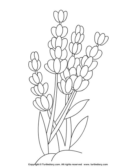 Lavender Coloring Page #Kids #Crafts #Coloring #TurtleDiary #ChildEducation Flower Drawing Tutorials, Flower Outline, Butterfly Printable, Border Embroidery Designs, Lavender Flower, Online Coloring Pages, Bullet Journal Design Ideas, Outline Drawings, Flower Coloring Pages