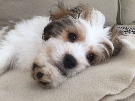 Black And White Cavapoo, Cavapoo Full Grown, White Cavapoo, Tucker Budzyn, Cavapoo Breeders, Cavachon Dog, Cavapoo Puppy, Cavachon Puppies, Bichon Frise Puppy