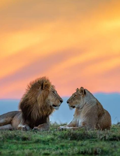 Follow @beautifulamazingcreation and get more of the good stuff by joining Tumblr today. Dive in! Lion Couple, Bbc Earth, Panthera Leo, Lion Photography, Lion And Lioness, Lion Love, Trophy Hunting, African Lion, Lion Pictures