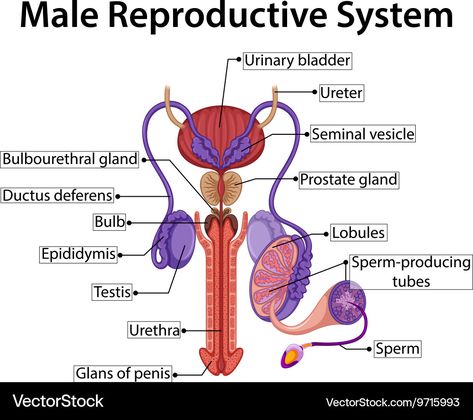 Male Reproductive System Anatomy, Human Reproduction, Male Reproductive System, Learn Biology, Anatomy Images, Female Reproductive System, Medical Anatomy, Reproductive System, Biology