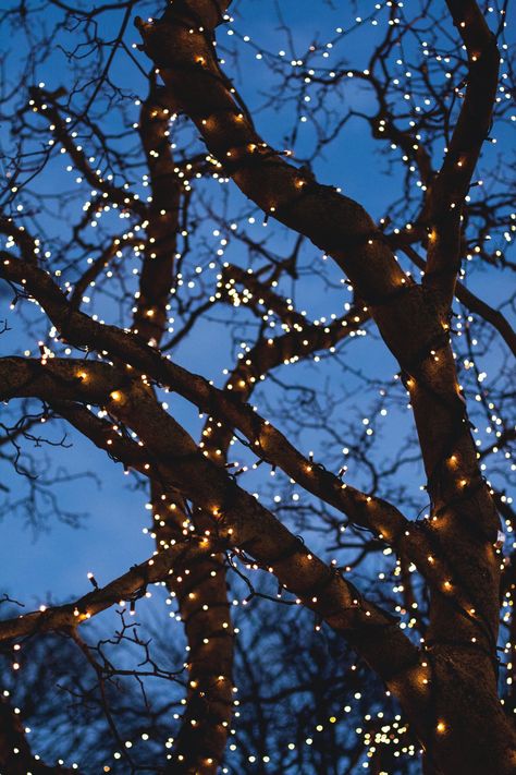 bare tree with yellow string lights photo – Free Blue Image on Unsplash Lights At Night, Christmas Lights, At Night, Blue Sky, Christmas, Blue