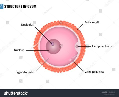 Ovum Diagram, Egg Cell Diagram, Ovum Cell, Egg Cell, Biology Drawing, Cell Diagram, Cell Model, Biology Facts, Female Reproductive System