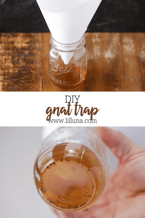 This Gnat Trap (or Fruit Fly Trap) literally takes 2 minutes to put together and works AWESOME! Say goodbye to fruit flies! #fruitflies #fruitflytrap #fruit #flies #gnattrap #gnats Apple Cider Vinegar Gnat Trap, Diy Gnat Trap Indoor, Gnat Trap Diy, Homemade Fruit Fly Trap, Fruit Fly Trap Diy, Gnat Trap, Gnat Traps, Fruit Fly Trap, Fruit Fly