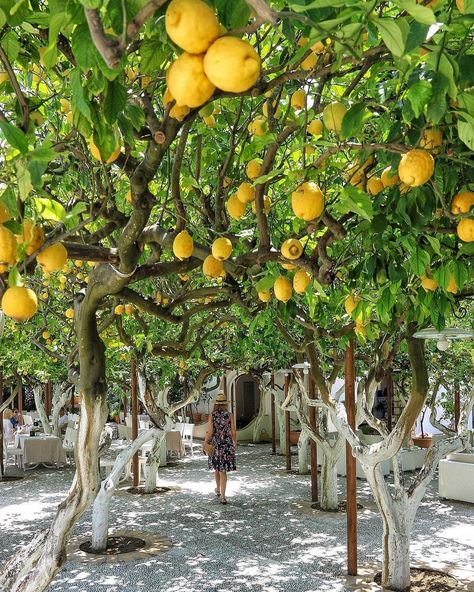 map of Italy on Instagram: “Capri Island 🍋❤🍋 Italy  Congrats @mygreatescapes  Use #map_of_europe #map_of_Italy” Lemon Seasoning, Capricorn Art, Capri Island, Capricorn Tattoo, Lemon Trees, Capricorn Traits, Sorrento Italy, Capri Italy, Italy Map