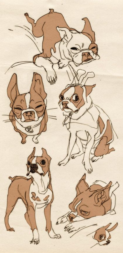 Claire Hummel, Create Character, Different Poses, Boston Terriers, Animal Sketches, 영감을 주는 캐릭터, Drawing Tutorials, Character Design References, Creature Design