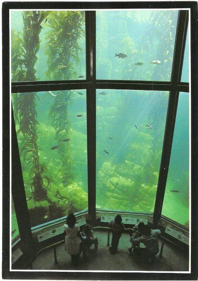 Creepy Aquarium, Vintage Aquarium, Aquarium Photos, Kelp Forest, Monterey Bay Aquarium, California Vacation, Oceanography, Pacific Coast Highway, Monterey Bay