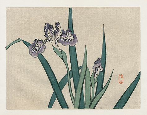 1913 Kono Bairei Japanese Woodblock Prints Japanese Iris, Free Illustration Images, Flower Art Print, Iris Flower, Japanese Woodblock, Japanese Woodblock Printing, Flower Prints Art, Iris Flowers, Japanese Prints