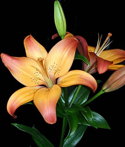 Royal Sunset - L.A. Hybrids - Lilies - Flowers by category | Sierra Flower Finder Flower Background Iphone, Virtual Flowers, Lily Plants, Most Beautiful Flowers, Beautiful Flowers Wallpapers, Pretty Plants, Flowers Perennials, Water Flowers, Exotic Flowers