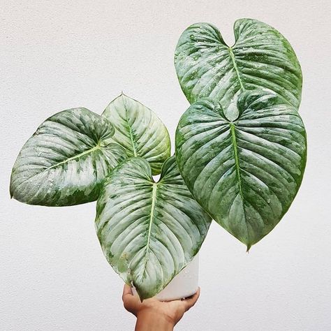 Philodendron Mamei, Philodendron Monstera, Variegated Plants, Silver Cloud, Evergreen Plants, Propagating Plants, House Plants Indoor, Pretty Plants, Plant Mom