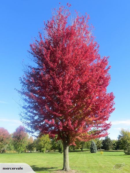 Acer Freemanii, Autumn Blaze Maple Tree, Autumn Blaze Maple, Red Twig Dogwood, Twig Dogwood, Red Maple Tree, Red Veins, Mock Orange, Red Fall