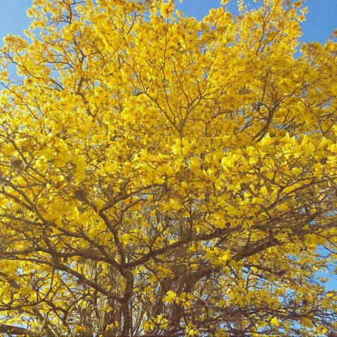 pretty tree blooming with yellow flowers instead of leaves, a spring cottagecore aesthetic Canary Yellow Aesthetic, Honeycore Aesthetic, Pastry Business, Sunflower Meadow, Jimmy Solidarity, Yellow Cottagecore, Bee Tattoos, Yellow Ladybug, Cabin 7