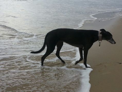 seaside greyhound. .. Greyhound Aesthetic, Anthropology Aesthetic, Black Greyhound, Greyhound Pictures, Sight Hounds, Whippet, Anthropology, Beautiful Dogs, Greyhound