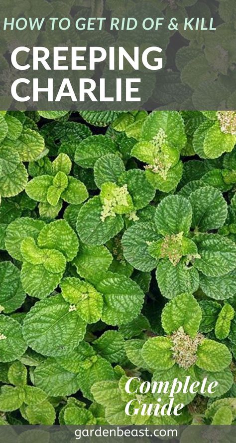 Welcome to a brief guide on everything you need to know about removing creeping Charlie from your backyard | how to get rid of creeping charlie | creeping charlie houseplant | creeping charlie benefits | creeping charlie ground cover #creepingcharlieplant #howtogetridofcreepingcharlie How To Get Rid Of Creeping Charlie, Creeping Charlie How To Get Rid Of, Creeping Charlie, Ground Ivy, Creeping Vines, Gardening Trends, Starting A Garden, Farm Design, Landscaping Tips