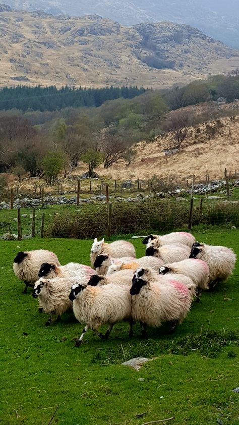 Sheep In Ireland, Ireland Core, Ireland Sheep, Dark Irish, Irish Mafia, Ireland Aesthetic, Pretty Scenery, Moving To Ireland, Book Collage